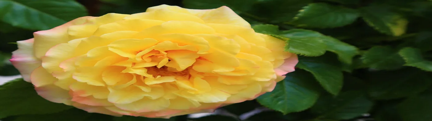 법무법인 서앤율